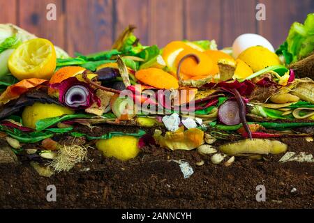 Earthwoms vivant dans un tas de compost composé de pourrir les restes de cuisine Banque D'Images