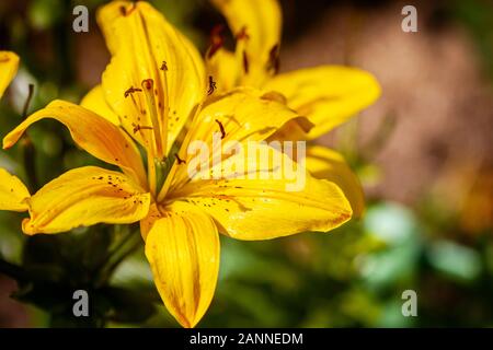 Belle fleur jaune lilly en plein air avec des étamines et de bourgeons. Fleur de jardin en fleurs. Banque D'Images