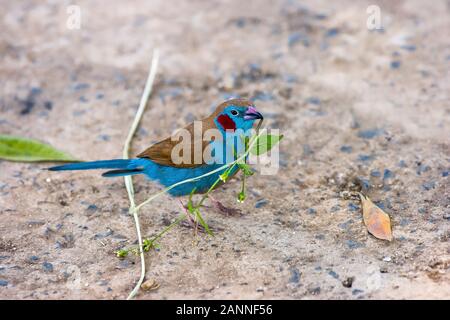 Cordon Bleu à joues rouges (Uraeginthus bengalus) Finch, l'Éthiopie, d'Axoum Banque D'Images