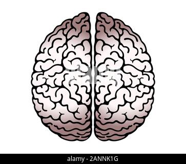 Contour vectoriel Illustration de cerveau humain sur fond blanc. Les hémisphères cérébraux circonvolutions de l'Esprit, Cerveau, cerveau de la courbe. Vue de dessus, Illustration de Vecteur