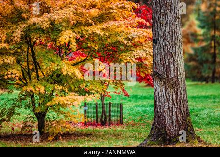 Rouge jaune et vert feuilles colorées d'automne UK. Banque D'Images