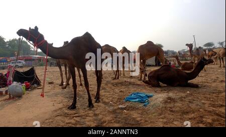 Chameaux à la foire de Pushkar. Rajasthan, Inde, Novembre 2019 Banque D'Images