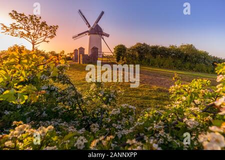 Moulin à vent traditionnel au lever du soleil avec des fleurs étonnantes, Skerries, Irlande Banque D'Images