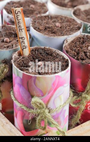 Lathyrus odoratus 'heirloom' mixte. Semer les graines de pois sucré dans des pots de papier à l'automne, avec zéro déchets de plastique twig label. UK Banque D'Images