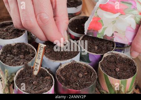 Lathyrus odoratus. Semer les graines de pois sucré dans des pots de papier à l'automne. UK Banque D'Images