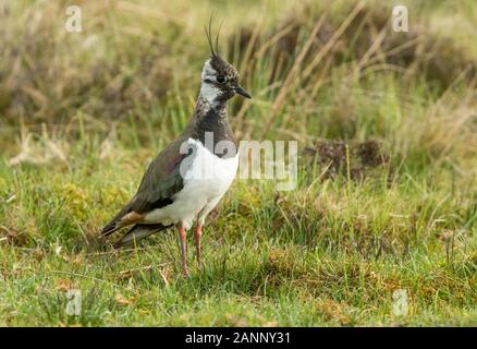 Sociable, le nord de l'sociable (Vanellus vanillas) aussi connu comme le vanneau. Sociable adultes au printemps. Se tenait dans l'habitat naturel, Yorkshire grouse moor Banque D'Images