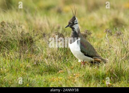 Sociable, le nord de l'sociable (Vanellus vanillas) aussi connu comme le vanneau. Sociable adultes au printemps. La parole à grouse moor, habitat naturel, Yorkshire Banque D'Images