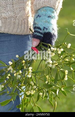 Le Viscum album. Branches de gui pour faire en une décoration de Noël. UK Banque D'Images