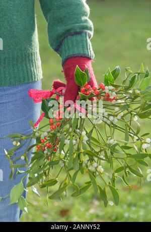 Viscum album et Ilex. Branches de gui et de houx recueillies dans la campagne anglaise pour faire des décorations de Noël dans un parc naturel Banque D'Images