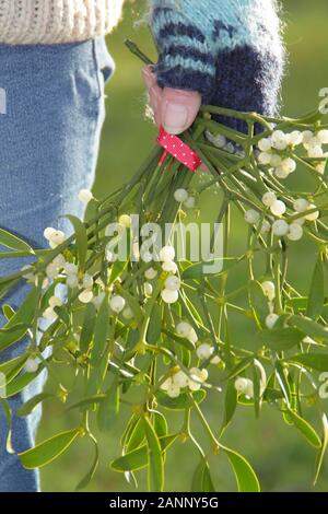 Le Viscum album. Branches de gui pour faire en une décoration de Noël. UK Banque D'Images