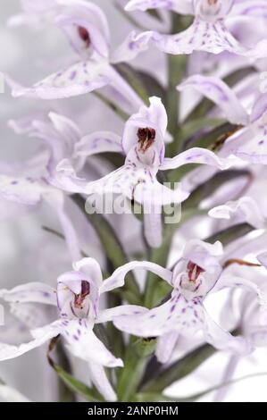 Gros plan sur une fleur d'orchidée à pois Moorland Banque D'Images