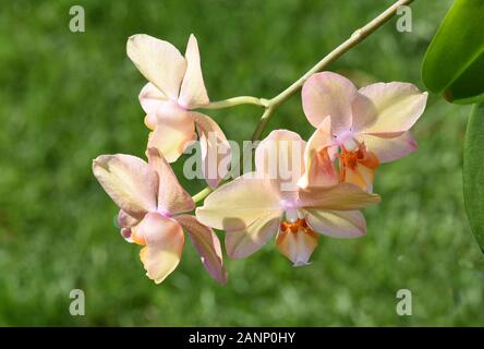 Branche de fleurs d'orchidées roses sur fond vert Banque D'Images