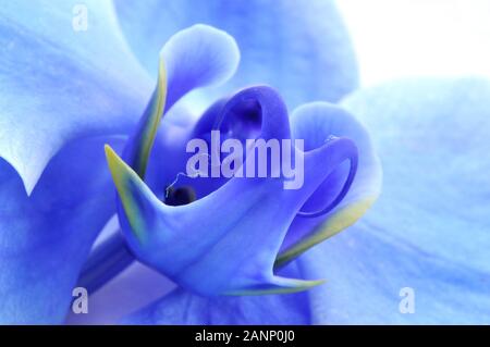 Gros plan sur la fleur d'orchidée bleue sur fond blanc Banque D'Images