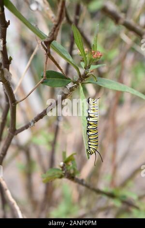 Caterpillar de papillon monarque Danaus plexippus sur une plante de milkweed Banque D'Images