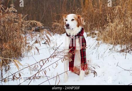 Brun et blanc, de taille moyenne, chien assis dans la neige, regardant au loin dans la distance avec un voile Banque D'Images