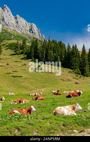 Alpes autrichiennes, à proximité et Arturhaus Bischofshofen Banque D'Images