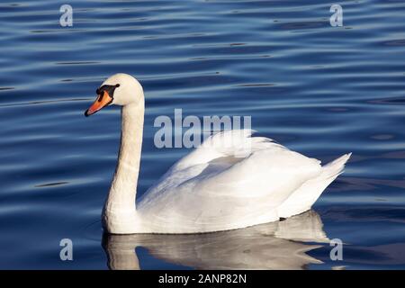 Blanc muet cygne flottant dans l'eau libre. Magnifique oiseau blanc nageant devant. Gros plan. Banque D'Images