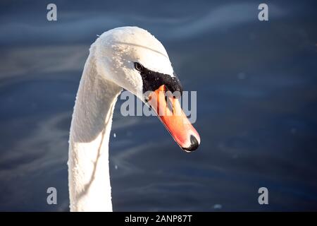 Gros plan sur le profil de la tête du cygne muet sur le fond de l'eau. Gouttes d'eau et bec humide. Portrait des oiseaux sur fond sombre et lisse. Banque D'Images