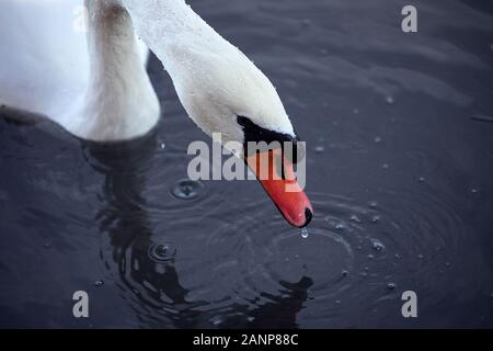 Gros plan sur la tête de cygne de la nourriture au-dessus de l'eau. Chute sur la tête humide. Arrière-plan sombre et lisse. Banque D'Images