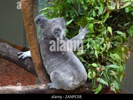 Koala mignon est assis sur l'arbre dans le centre de koala. Banque D'Images