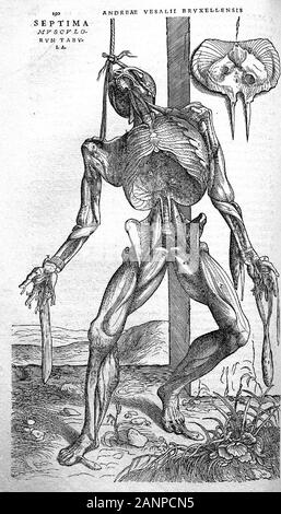 Illustrations de De humani corporis fabrica Libri Septem 'sur le tissu du corps humain en sept livres' par Andreas Vesalius. Livres sur l'anatomie humaine publié en 1543. Banque D'Images
