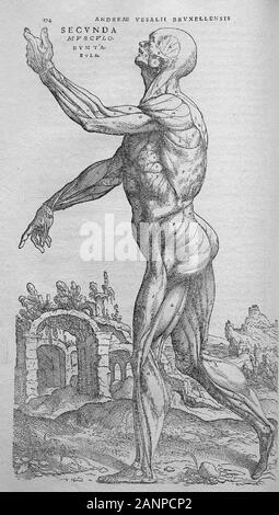 Illustrations de De humani corporis fabrica Libri Septem 'sur le tissu du corps humain en sept livres' par Andreas Vesalius. Livres sur l'anatomie humaine publié en 1543. Banque D'Images