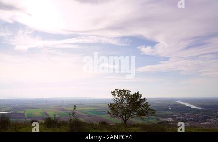 arbres sur le champ contre le ciel Banque D'Images