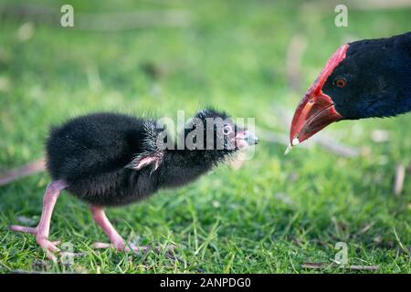 Mère Pukeko Australasian swamphen nourrissant son bébé au parc de Western Springs Banque D'Images