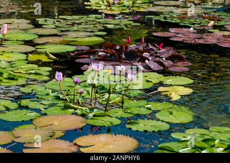 L'usine de lotus et nénuphar en étang dans le jardin du temple Banque D'Images