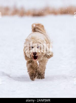 Terrier tibétain chien qui court dans la neige sur un ranch du Colorado, USA Banque D'Images