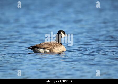 Une bernache du Canada Branta canadensis natation sur un lac bleu en hiver Banque D'Images