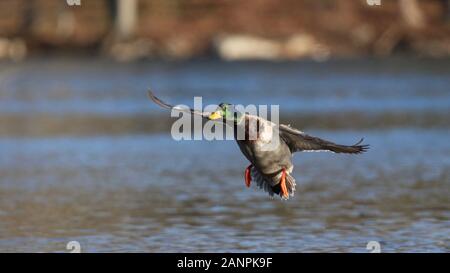 Mallard drake en vol d'atterrir sur un lac en hiver Banque D'Images