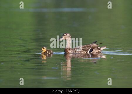 Une mère canard colvert Natation avec son petit canard au printemps Banque D'Images