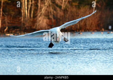 Un Cygne tuberculé Cygnus olor pour atterrir sur un lac en hiver au crépuscule Banque D'Images