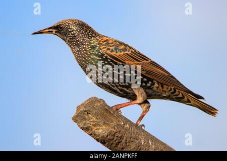 Starling, Sturnus vulgaris, perché au soleil dans un jardin britannique Banque D'Images