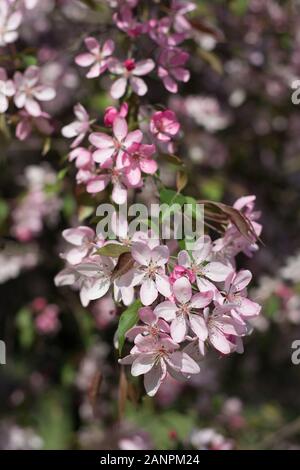 Branche d'un prunier couvert de fleurs rose - arrière-plan flou Banque D'Images