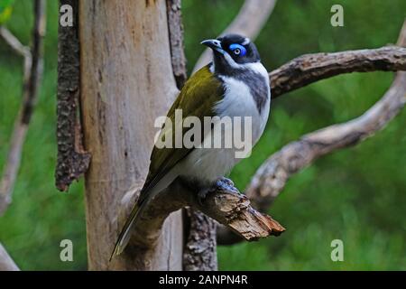 Vue d'un oiseau bleu méliphage à face (Entomyzon cyanotis) bananabird, aussi connu, Banque D'Images