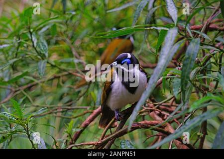 Vue d'un oiseau bleu méliphage à face (Entomyzon cyanotis) bananabird, aussi connu, Banque D'Images