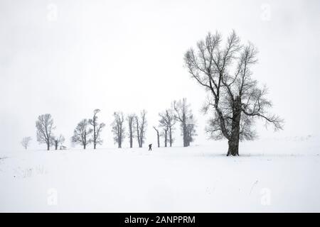 WY03626-00...WYOMING - peupliers lors d'une tempête de neige dans la Lamar Valley Parc National de Yellowstone. Banque D'Images