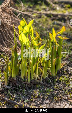 La germination des plantes nouvellement arrowhead avec de grandes feuilles en forme de flèche dans les milieux humides émergents retour éclairé par le soleil du matin au début du printemps Banque D'Images