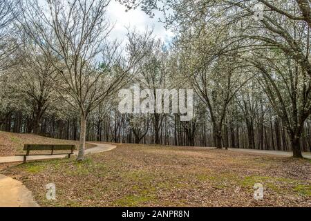 Un parc avec différentes sortes d'arbres à fleurs blanches à l'arrière-plan aux côtés des trottoirs et assis sur un banc couvert journée de printemps Banque D'Images