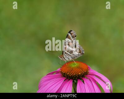 Papillon laqué (Vanessa cardui) en sirotant du nectar à partir de la fleur de coneflower pourpre (Echinacea purpurea) Banque D'Images