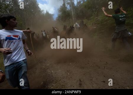 SABUCEDO, ESPAGNE - 6-7 juillet 2019 - La RAPA DAS BESTAS (Cisaillement des bêtes) 2019 tenue à Sabucedo Galice Espagne Banque D'Images