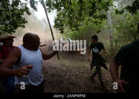 SABUCEDO, ESPAGNE - 6-7 juillet 2019 - La RAPA DAS BESTAS (Cisaillement des bêtes) 2019 tenue à Sabucedo Galice Espagne Banque D'Images