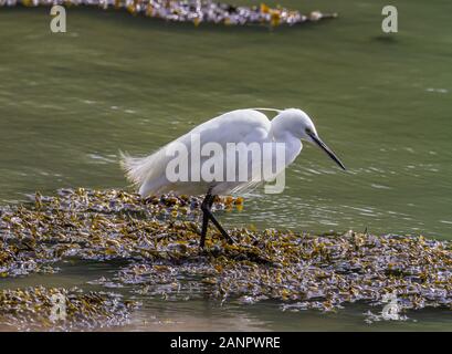 Petit oiseau aigrette, héron blanc neigeux, Egretta garzetta, à la recherche de nourriture dans l'eau. Réservoir souple d'algues, Fucus vesiculosus, Irlande. Plumes blanches Banque D'Images