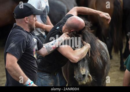 SABUCEDO, ESPAGNE - 6-7 juillet 2019 - La RAPA DAS BESTAS (Cisaillement des bêtes) 2019 tenue à Sabucedo Galice Espagne Banque D'Images