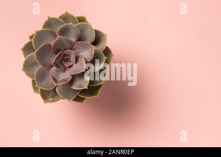 Beau modèle de succulentes vert isolé sur fond rose. Mise à plat, Banque D'Images