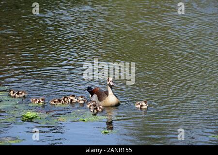 Famille de canards sur un lac à Durban, Afrique du Sud, de la faune Banque D'Images