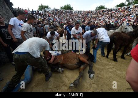 SABUCEDO, ESPAGNE - 6-7 juillet 2019 - La RAPA DAS BESTAS (Cisaillement des bêtes) 2019 tenue à Sabucedo Galice Espagne Banque D'Images