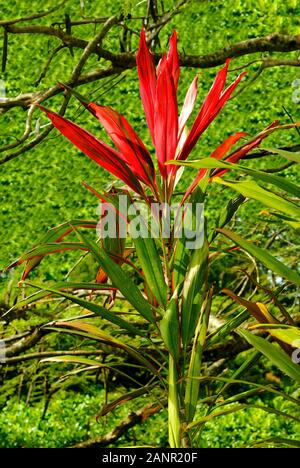 Hawaiian Ti Plant nom Latin Cordyline terminalis Banque D'Images